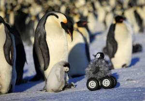 Pisklę na kołach czyli z kamerą wśród pingwinów