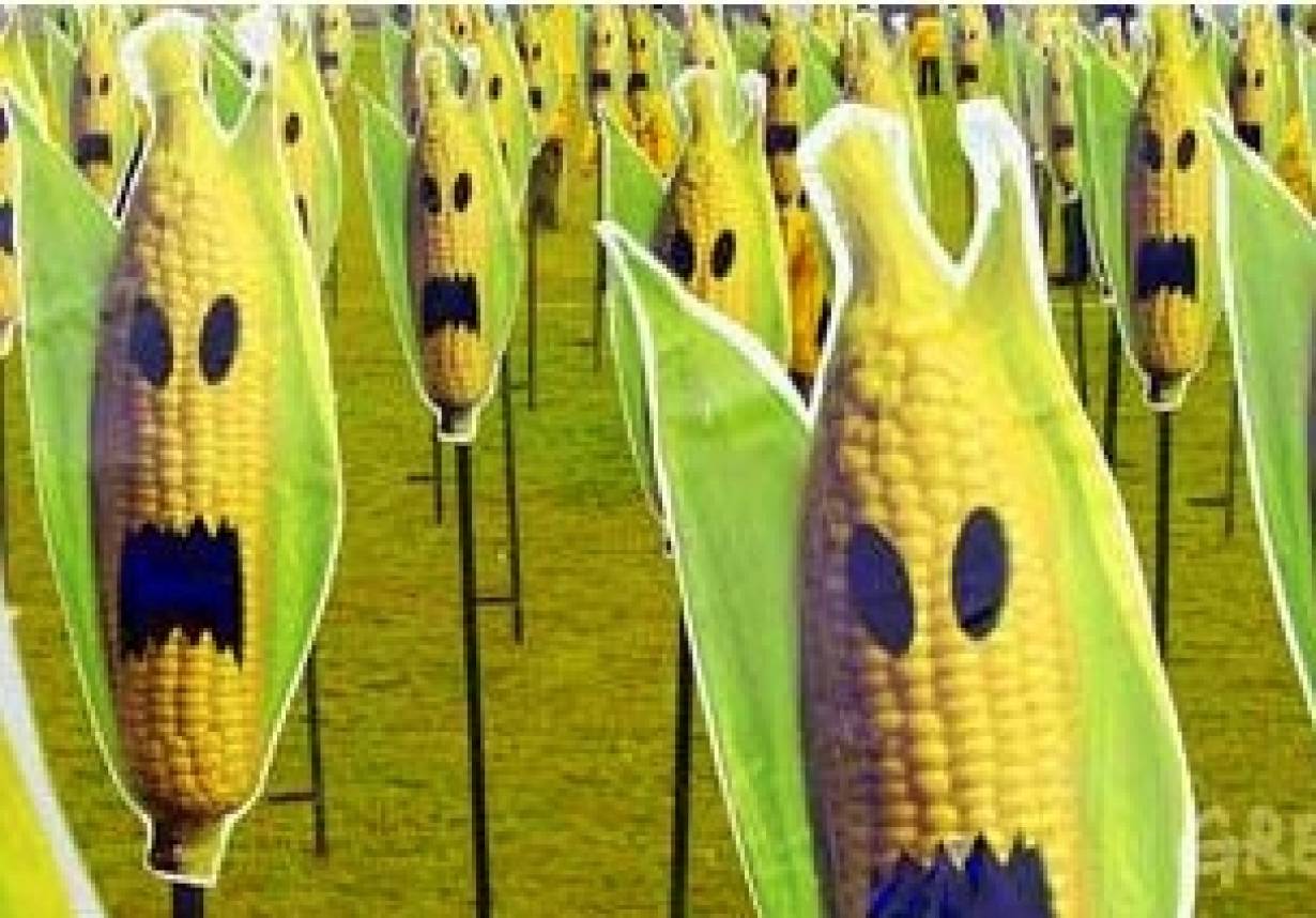 Nielegalne uprawy GMO w Polsce