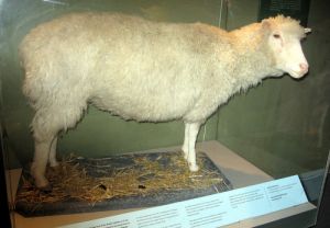 Sklonowana owca Dolly. Tu w wersji muzealnej