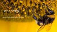 Beebombs – kwietna łąka dla pszczół i motyli