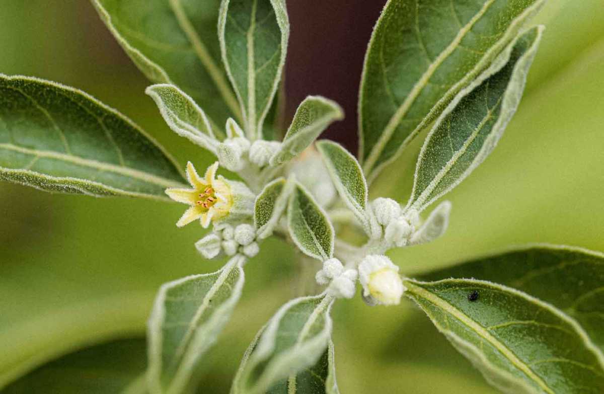 Według medycyny indyjskiej ashwagandha to najlepsze zioło odmładzające