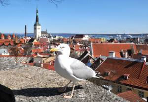 Estonia: Vannalinn, tallińska starówka