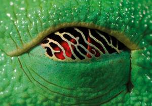 Żaba o smoczych oczach