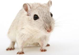 Samce myszy bez chromosomu Y mogą zostać ojcami