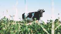 Resort rolnictwa zdaje się nie dostrzegać, że w dużej mierze sprowadzano mleko ekologiczne, którego na polskim rynku po prostu brakuje