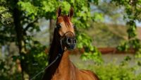 Polskie konie arabskie ciągle w cenie