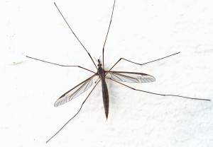 Komar z widocznymi przezmiankami (za skrzydłami)