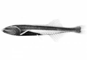ryba z gatunku gostonowatych