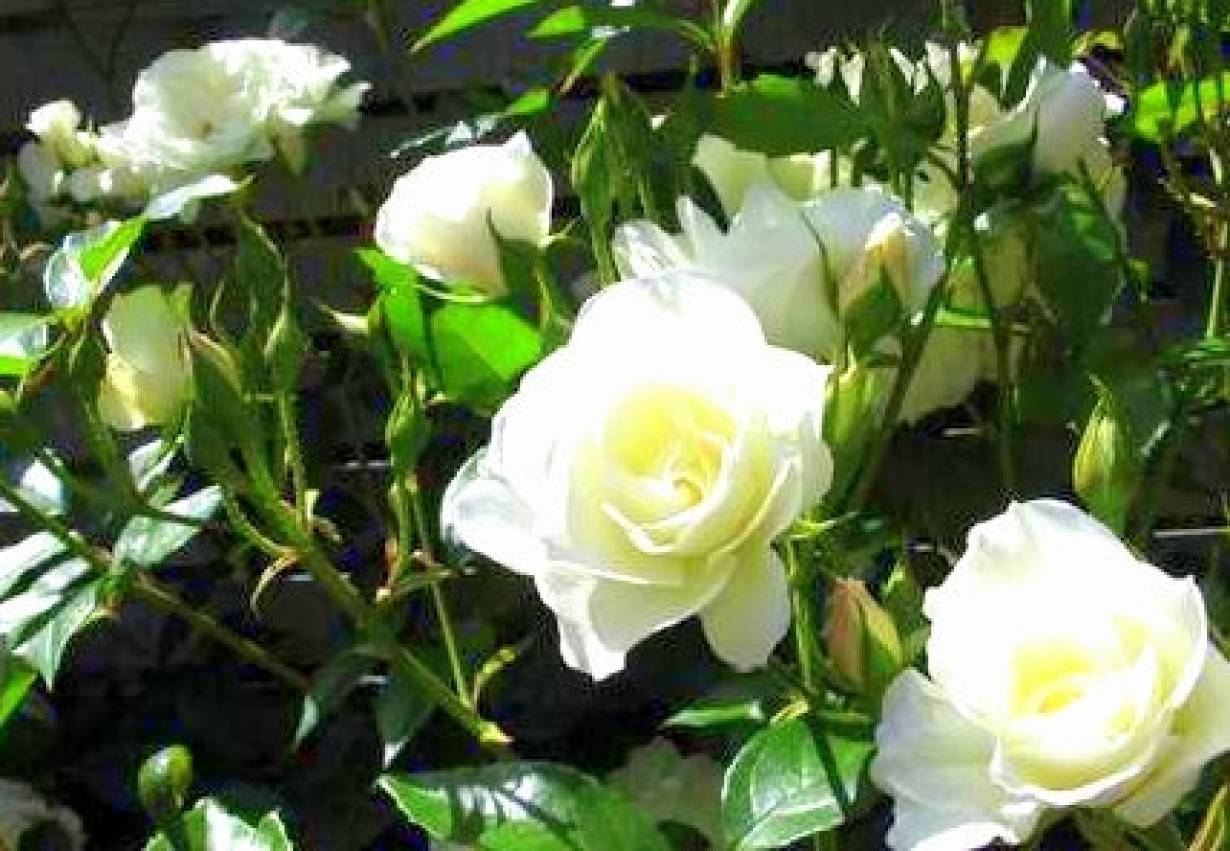 Pąki białych róż