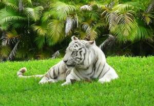 Biały tygrys bengalski z MetroZOO w Miami