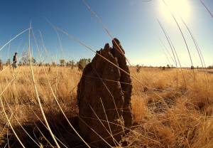Kopiec termitów w Australii