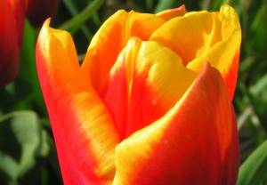 Tulipany w Wilanowie