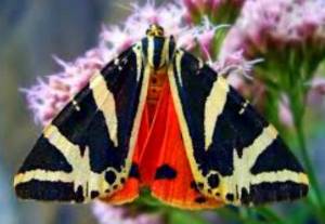 Motyle w Petaloudes