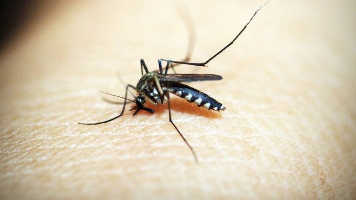 Powstaje globalna sieć wykrywania… komarów!