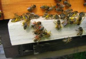 Świętokrzyskie Święto Pszczoły w Bałtowie