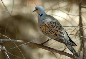 40 nowych gatunków ptaków zagrożonych wyginięciem