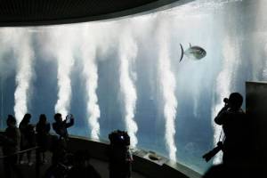 Tajemnicze zgony w tokijskim akwarium