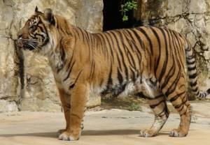 Tygrys z wrocławskiego zoo zabił swojego opiekuna