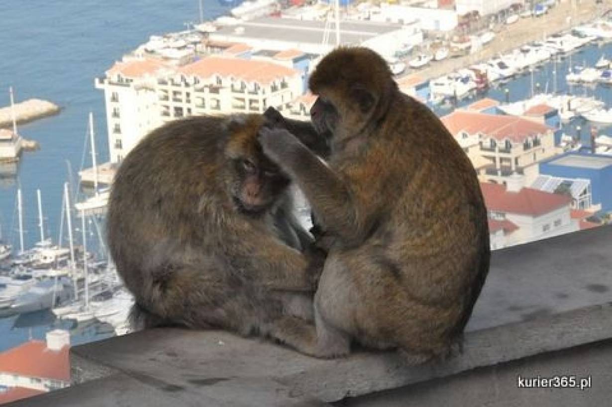 Małpy na Gibraltarze,
