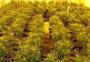 Zlikwidowana plantacja marihuany