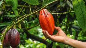 Grupa opublikowała międzynarodową „Kartę Kakao” i „Plan Działań” w zakresie produkcji kakao, które określają jej stałe dążenie do stworzenia przemysłu kakaowego