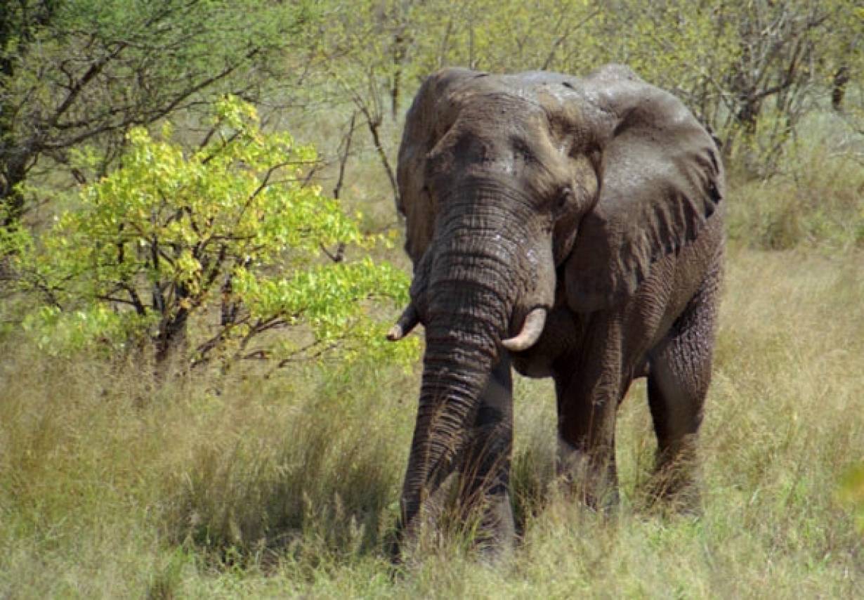 Masakra słoni w Kamerunie