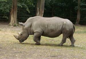 Populacja nosorożców zagrożona