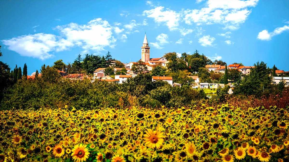 Proszę, wyobraźcie sobie pagórkowaty krajobraz serca Istrii. Bardzo malowniczy. Zielony. Cisza i spokój. Tylko 3500 mieszkańców, którzy żyją w sumie w 112 wioskach i posiadają aż 118 kaplic
