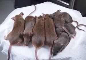Sklonowane myszy z 24 i 25 generacji
