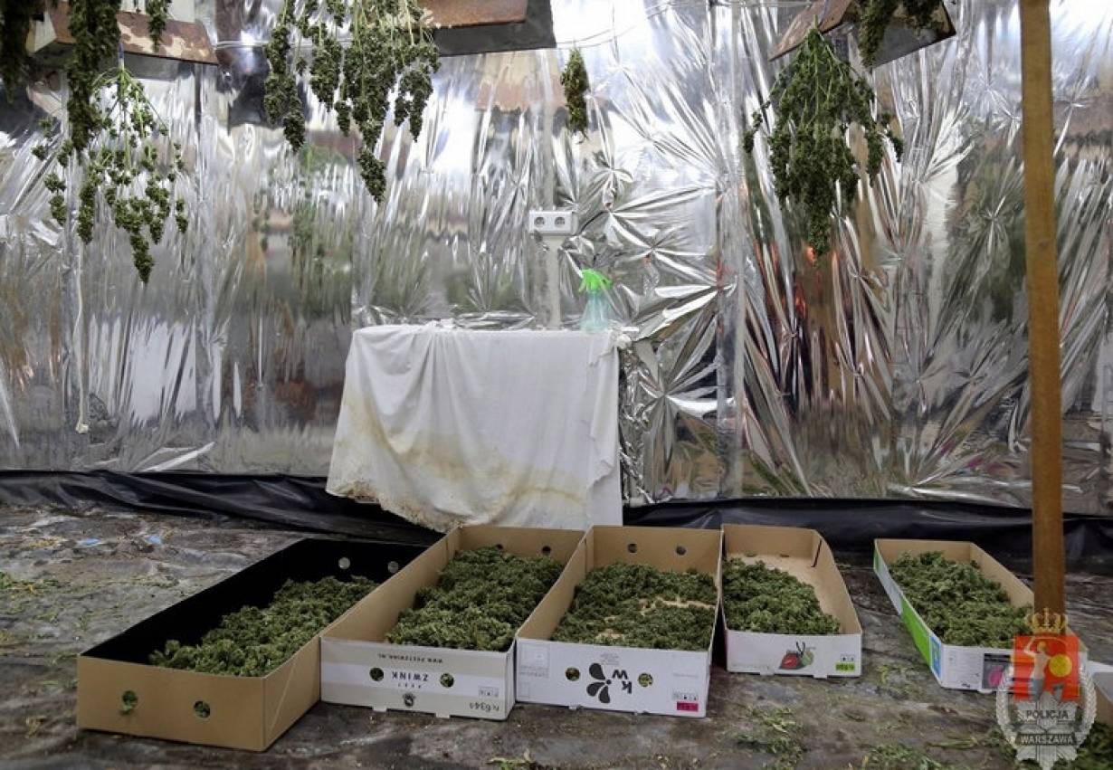 Plantacja marihuany w zakładzie pogrzebowym