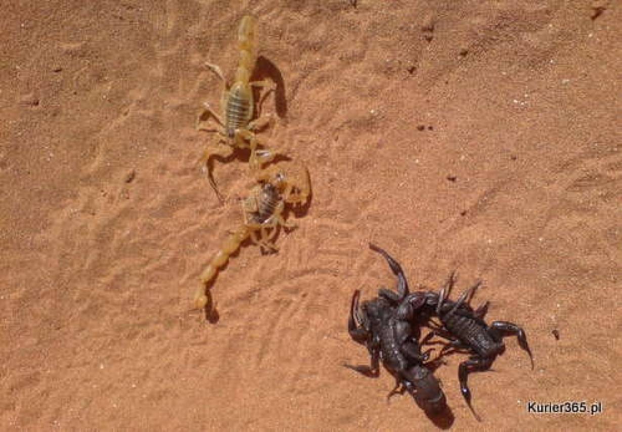 Skorpiony na pustyni