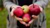 Bardzo ważne jest, aby konsumenci poszerzali swoją wiedzę o polskich jabłkach, których najwyższa jakość, smak i niezastąpione wartości odżywcze sprawiają