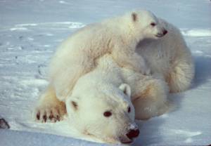 5 faktów o niedźwiedziach polarnych