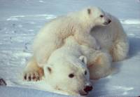 5 faktów o niedźwiedziach polarnych