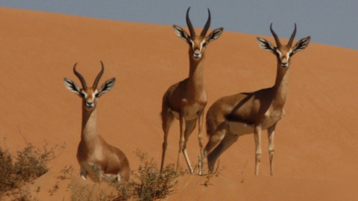 Al Marmoon - Nowo otwarty rezerwat przyrody w Dubaju