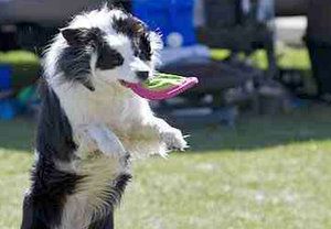 Podczas &quot;Frisbee dog&quot; dodatkowe punkty uzyskuje pies, który podczas łapania dysku odrywa wszystkie kończyny od podłoża