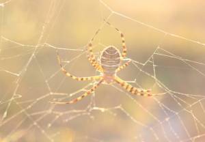Umizgi i uniki pająków