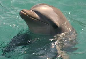 Delfini półsen