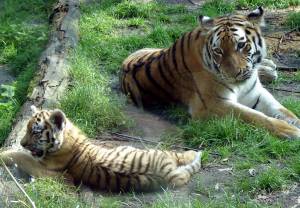 Wzrasta populacja tygrysów w Indiach