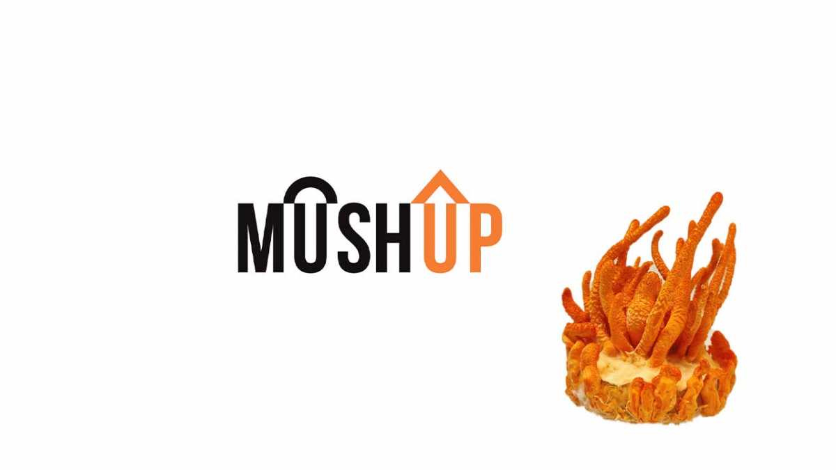 Nową marką w polskim świecie grzybów leczniczych jest MushUp. Handlową nazwę stworzyła firma Hydrostor, należąca do Stowarzyszenia „Polska Ekologia”