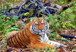 Światowy Dzień Tygrysa