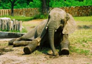 ZOO Tycoon dla słoni
