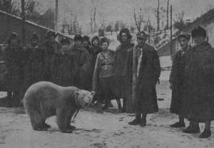 Biała niedźwiedzica - Baśka Murmańska w Twierdzy Modlin