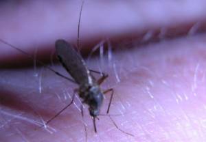 Zikę roznoszą komary