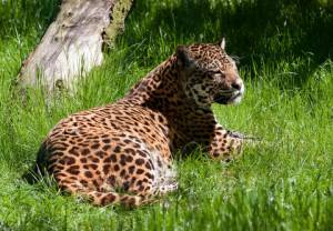Jaguary i lamparty żyły na terenach Polski