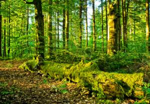 Lasy akumulują biomasę inaczej niż przewidywano