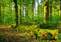 Lasy akumulują biomasę inaczej niż przewidywano