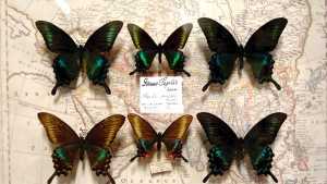 Bochnia: Muzeum Motyli Arthropoda