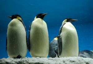 Lodowe pingwiny