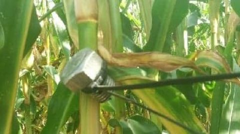 Pułapka na polu kukurydzy. Policja ostrzega i szuka sprawców